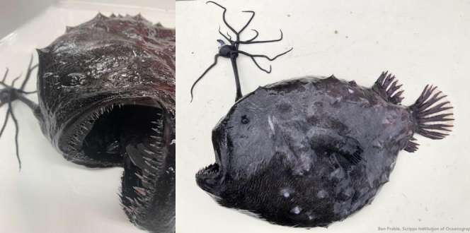 Langka dan Penampilan Menyeramkan, Sekujur Tubuh Ikan Monster Ini Berwarna Hitam Legam