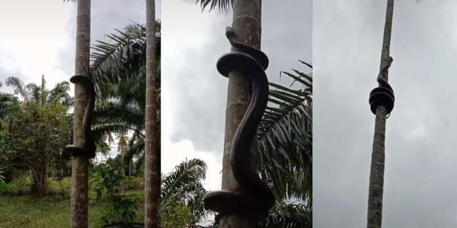 Heboh Ular Piton Santuy Panjat Pohon Pinang, Netizen: Latihan Buat Lomba 17 Agustusan