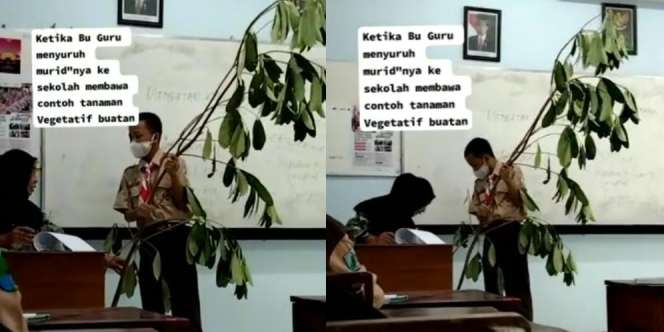Disuruh Bu Guru Bawa Contoh Tanaman, Murid Ini Malah Gotong Pohon Utuh ke Dalam Kelas