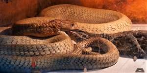 8 Potret King Kobra Goldi Milik Panji Petualang Santap Biawak 'Jumbo', Bikin Merinding!