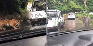 Viral Pengunjung Kebun Binatang Terjebak di Area Binatang Buas, Posisinya Bikin Merinding!