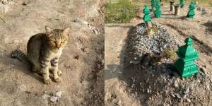 Viral Mengapa Kucing Itu Diam Saban Hari di Kuburan, Ternyata...