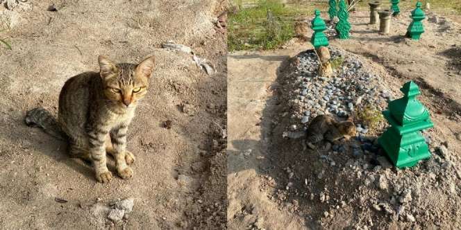 Viral Mengapa Kucing Itu Diam Saban Hari di Kuburan, Ternyata...