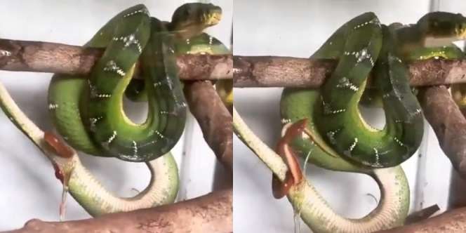 Peristiwa Langka, Bukan Menetas dari Telur, Bayi Ular Ini Dilahirkan Induknya