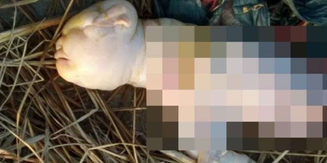 Gempar Anak Kambing Lahir 'Berwajah Manusia'