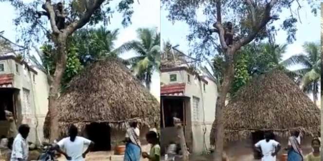 Takut Divaksin Covid, Pria Ini Kabur Sampai Naik Pohon Tak Mau Turun