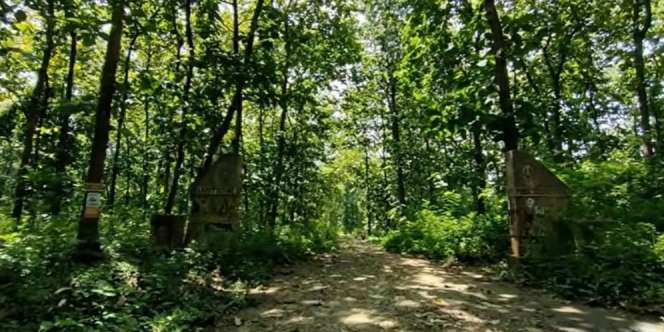 Kampung Tersembunyi di Tengah Hutan Lamongan, Gapura Masuk Jadi Sorotan