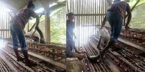 Peternak Langsung Lemas Lihat Ular Piton Bersarang di Kandang Ayam, Ukuran Perutnya Mengejutkan