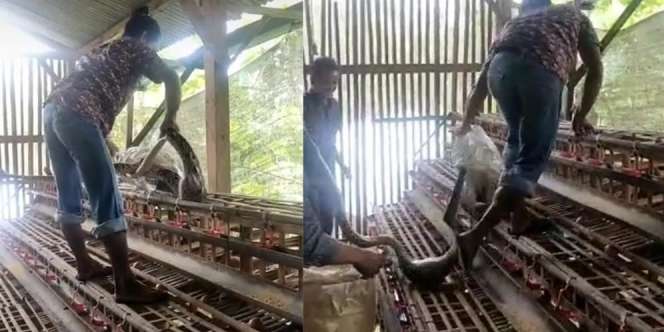 Peternak Langsung Lemas Lihat Ular Piton Bersarang di Kandang Ayam, Ukuran Perutnya Mengejutkan
