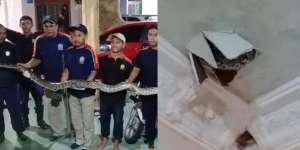 Heboh Penangkapan Dramatis Ular Piton Raksasa Bersarang di Rumah Warga, Berawal dari Plafon Retak