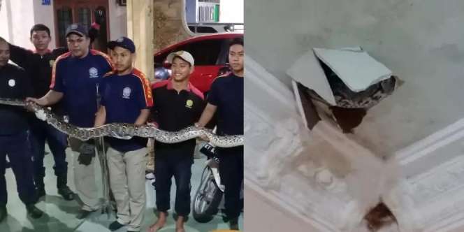 Heboh Penangkapan Dramatis Ular Piton Raksasa Bersarang di Rumah Warga, Berawal dari Plafon Retak