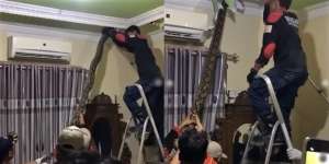 Detik-Detik Penangkapan Ular Piton Raksasa dari Plafon Rumah di Kaltim, Ukurannya Bikin Bergidik!