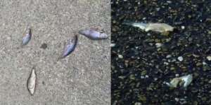 Heboh Fenomena Cuaca Aneh Berupa Hujan Ikan