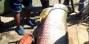Viral Temuan Ikan Ukuran Raksasa di Saluran Air Lhokseumawe
