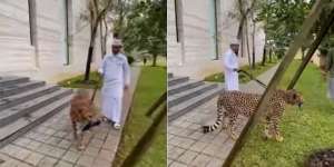 Heboh Ustaz Das'ad Latif Tuntun Macan Tutul