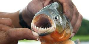 4 Orang Tewas Dimakan Piranha Saat Mandi di Sungai, Begini Kondisi Jasadnya
