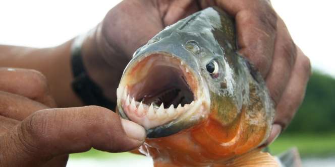 4 Orang Tewas Dimakan Piranha Saat Mandi di Sungai, Begini Kondisi Jasadnya