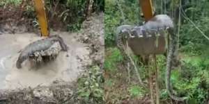 Video Mendebarkan Piton Raksasa Diangkat Pakai Alat Berat, Perutnya Bengkak Tidak Normal