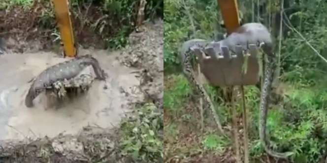 Video Mendebarkan Piton Raksasa Diangkat Pakai Alat Berat, Perutnya Bengkak Tidak Normal