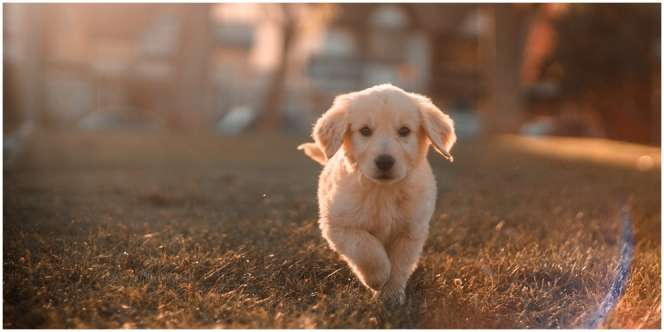 Hukum Memelihara Anjing dalam Islam, Ini Pendapat Para Ulama yang Penting Diketahui