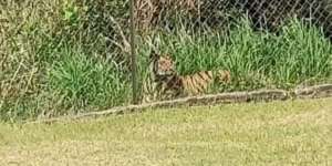 Seram! Harimau Santai Tiduran Sambil Tengok Anak Masuk Sekolah