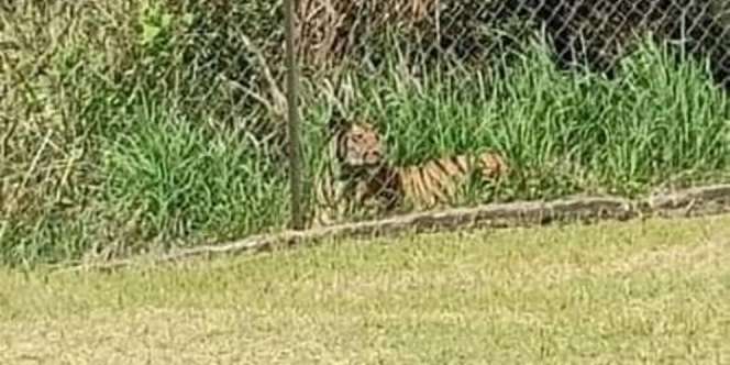 Seram! Harimau Santai Tiduran Sambil Tengok Anak Masuk Sekolah