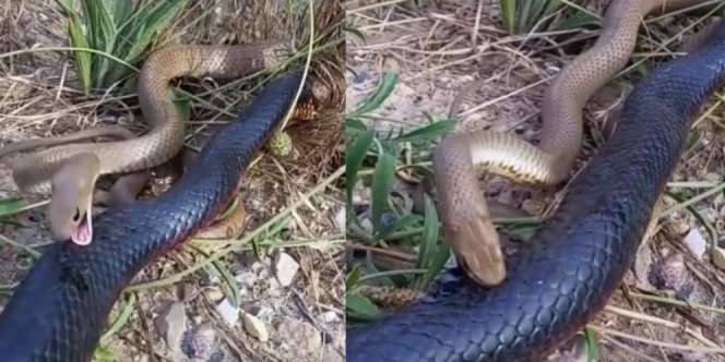 Akibat Terlalu Berani Sama Ular Besar, Nasib Ukar Kecil Ini Sungguh Tragis