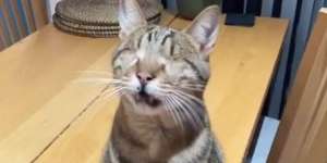 Masya Allah, Kucing Buta Bisa Mengetahui Ada Majikan di Depannya