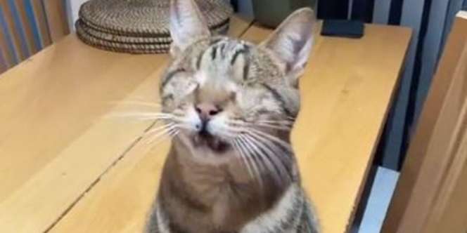 Masya Allah, Kucing Buta Bisa Mengetahui Ada Majikan di Depannya
