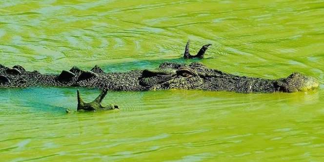 Video Viral Buaya Berenang Sambil Angkat Kedua Kaki Depan, Begini Penjelasan Pakar