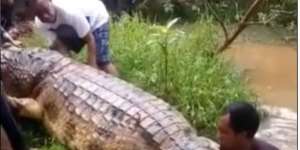Buaya 6 Meter Ditemukan Mati, Warga Gotong Royong Evakuasi