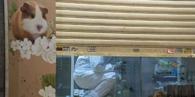 Ribuan Hamster di Hong Kong Dimusnahkan Untuk Putus Penularan Covid-19