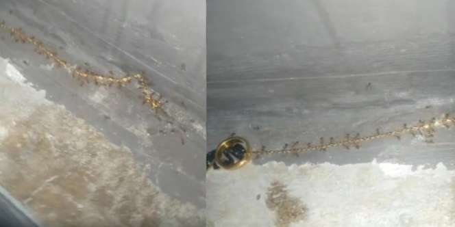 Semut Enggak Ada Akhlak, Bukannya Angkut Gula Malah Gondol Kalung Emas