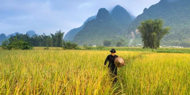 Cara Menghitung Zakat Pertanian yang Benar Sesuai Syara’ Beserta Contohnya