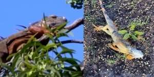 Brrrrr! Suhu Dingin Sampai 4 Derajat Celcius, Iguana Jadi Kaku dan Berjatuhan dari Pohon Bak Hujan
