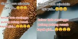 Merinding, Baru Ditinggal Seminggu Keluar Kota, Rumah Auto Jadi Tempat Sarang Lebah