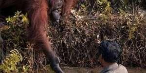 Haru, Orangutan Ini Ulurkan Tangan Bantu Manusia Terjebak Lumpur