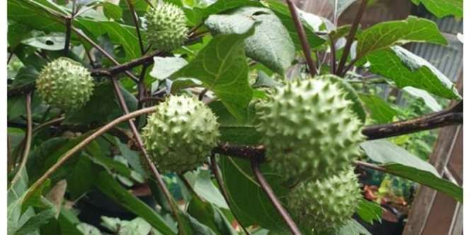 7 Manfaat Buah Kecubung untuk Kesehatan, Serta Efek Buruk Mengonsumsinya