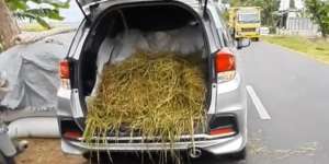 Petani Terlalu Sayang Sapi, Mobil Ini Jadi Korbannya