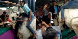 Sapi Nggak Ada Akhlak, Cuma Dielus Dikit Sama Biduan Cantik, Malah Mau Ikut Joget di Atas Panggung