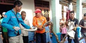 Heboh Teror Ular Landa Tuban, Makan Ayam Peliharaan dan Masuk Rumah