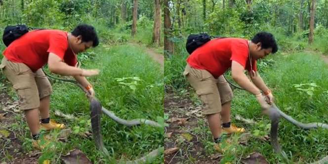 King Kobra Hitam Hilang Harga Diri, Kepala Ditabok Panji Petualang yang Bantu Kelupas Kulit