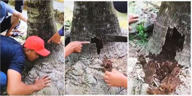 Ngeri! Dengar Suara Aneh di Dalam Pohon Kelapa, Saat Dibongkar Ternyata Sarang Ular