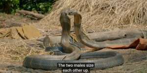 Video Pertarungan Maut 2 King Cobra Rebutan Ratu Ular, Lihat Siapa Pemenangnya