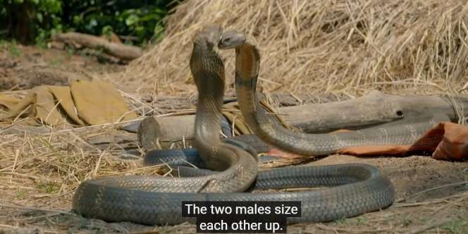 Video Pertarungan Maut 2 King Cobra Rebutan Ratu Ular, Lihat Siapa Pemenangnya