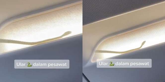 Heboh Ular di Pesawat, Pilot Langsung Lakukan Pendaratan Darurat