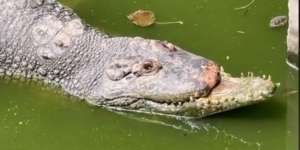 Buaya Ini Punya Kepala Aneh, Kesan Ganas Hilang Seketika