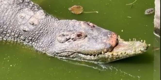 Buaya Ini Punya Kepala Aneh, Kesan Ganas Hilang Seketika