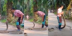 Detik-Detik Mendebarkan Pria Bertaruh Nyawa Tangkap King Cobra 4,5 Meter dengan Tangan Kosong