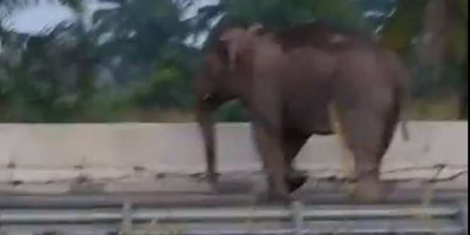 Viral Gajah Seberangi Jalan Tol Pekanbaru-Dumai, Kendaraan Langsung Berhenti
